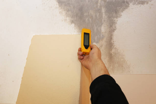 Best Commercial Mold Inspection  in Shadyside, OH