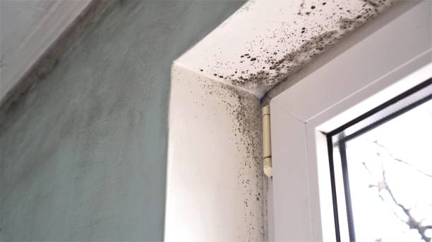 Best Mold Remediation for Healthcare Facilities  in Shadyside, OH