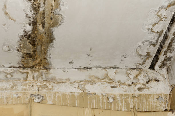 Best Attic Mold Removal  in Shadyside, OH