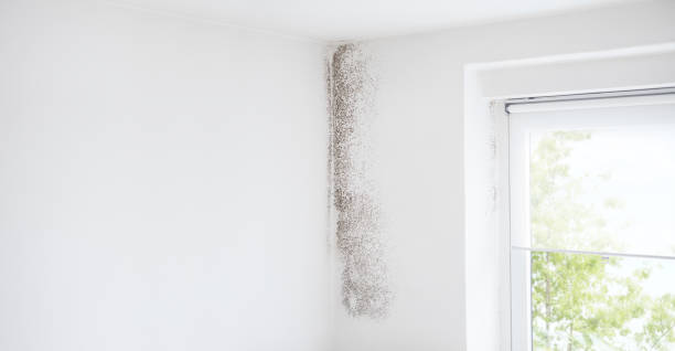 Best Black Mold Removal  in Shadyside, OH